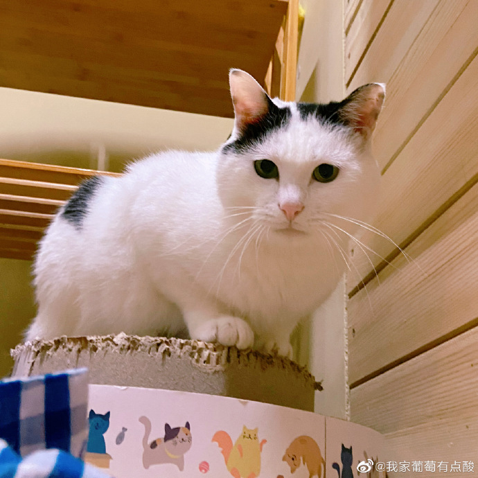 猫图片|宠物猫|猫咪|