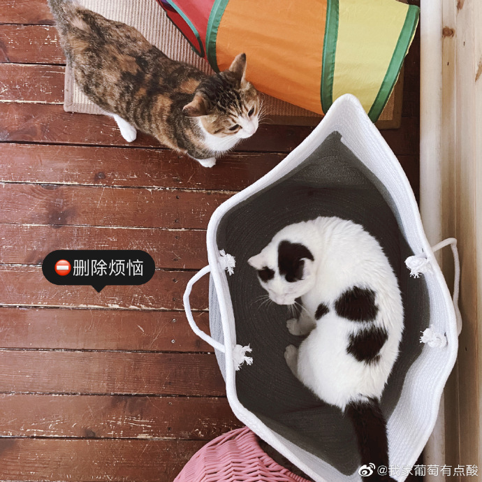 猫图片|宠物猫|猫咪|