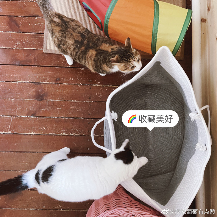 猫图片|宠物猫|猫咪|