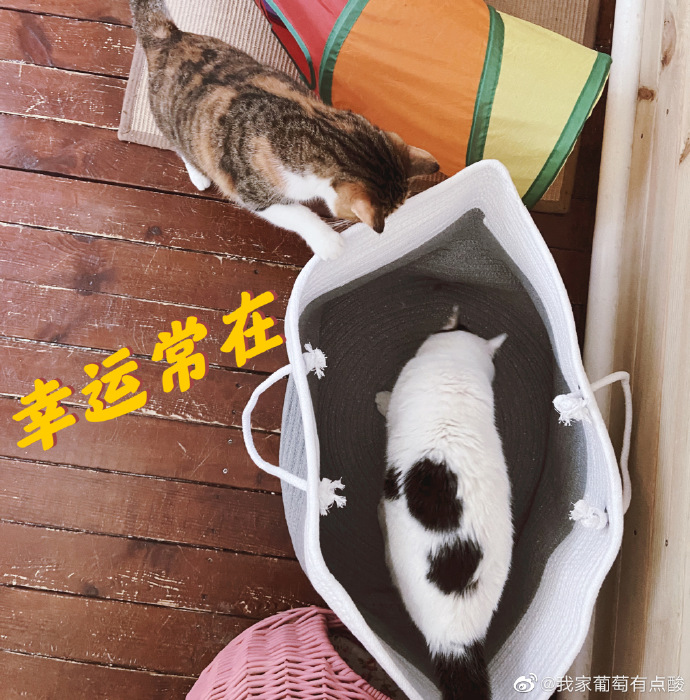 猫图片|宠物猫|猫咪|