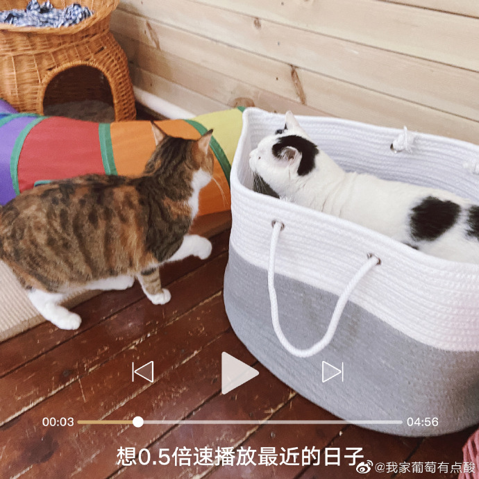 猫图片|宠物猫|猫咪|