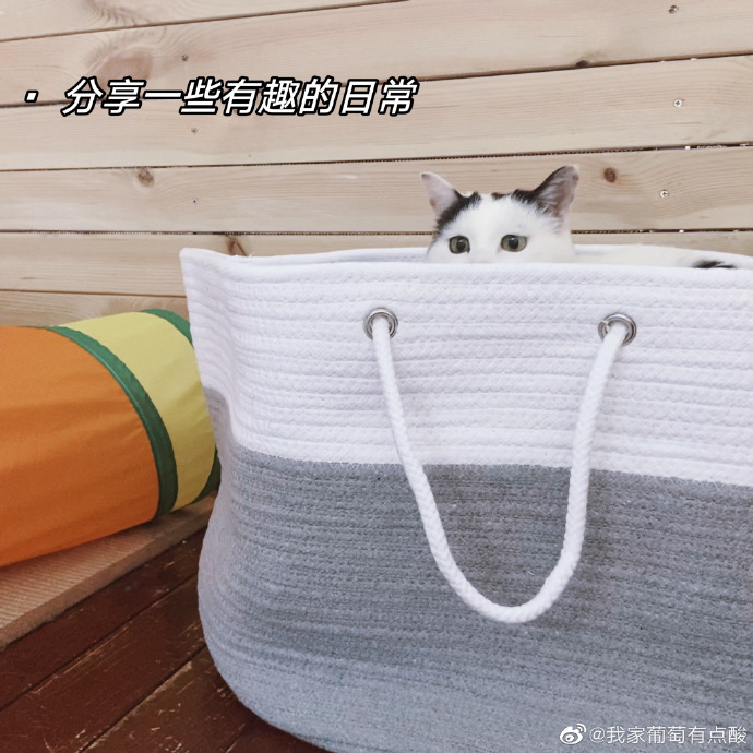 猫图片|宠物猫|猫咪|