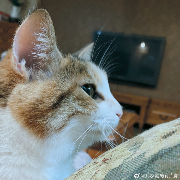 猫图片|宠物猫|猫咪|