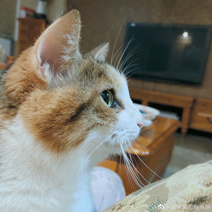 猫图片|宠物猫|猫咪|