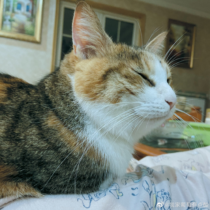 猫图片|宠物猫|猫咪|