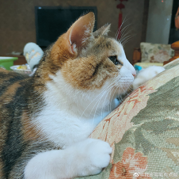 猫图片|宠物猫|猫咪|