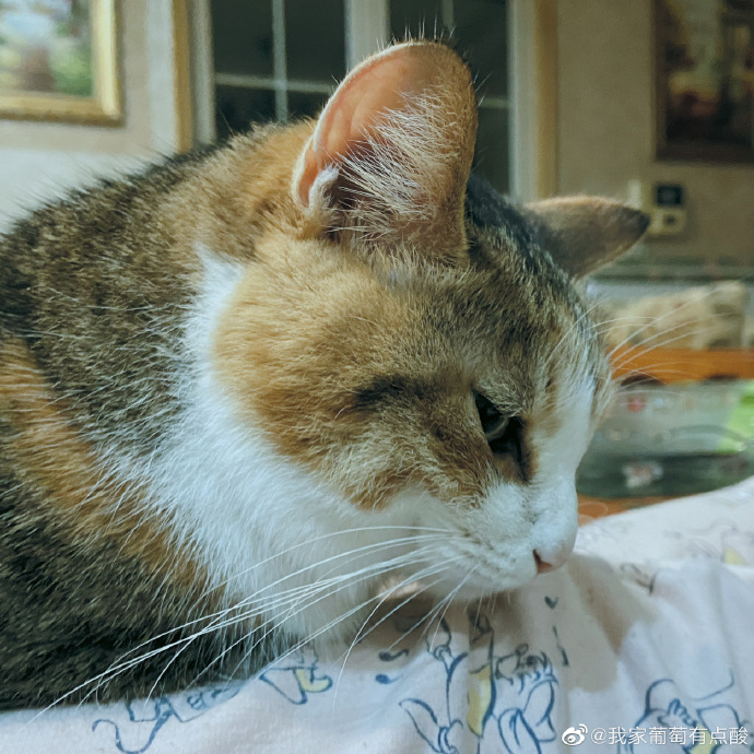 猫图片|宠物猫|猫咪|