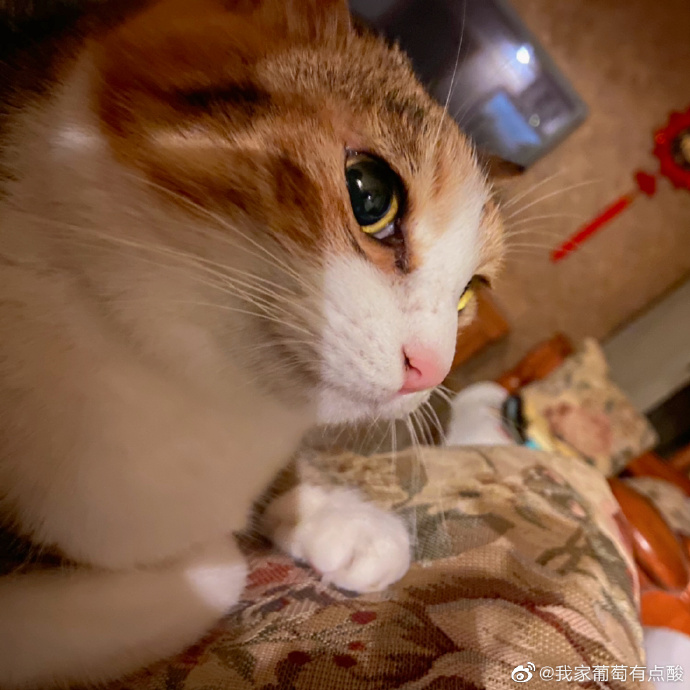 猫图片|宠物猫|猫咪|