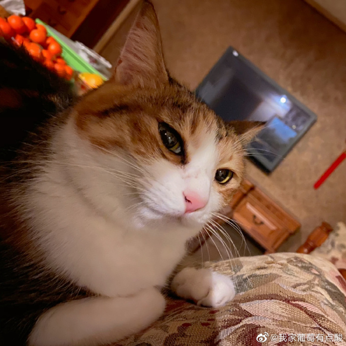 猫图片|宠物猫|猫咪|