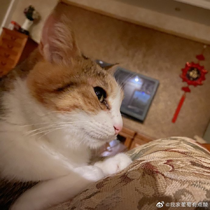 猫图片|宠物猫|猫咪|