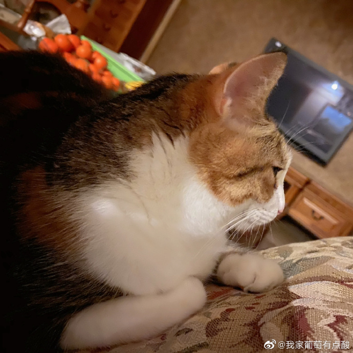 猫图片|宠物猫|猫咪|