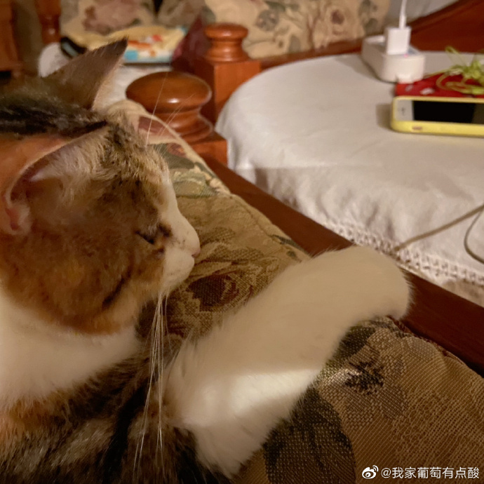 猫图片|宠物猫|猫咪|
