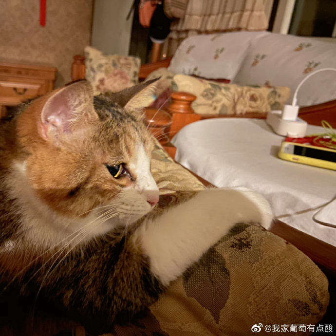 猫图片|宠物猫|猫咪|