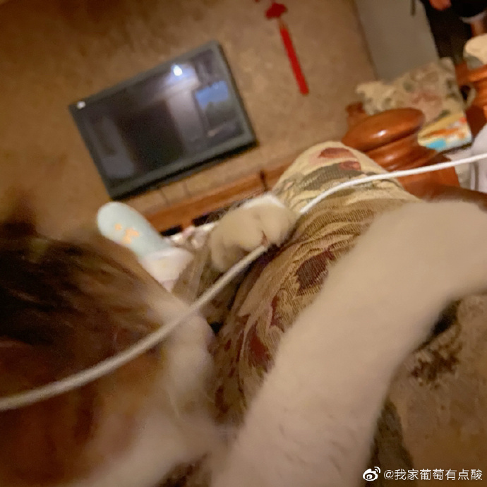 猫图片|宠物猫|猫咪|