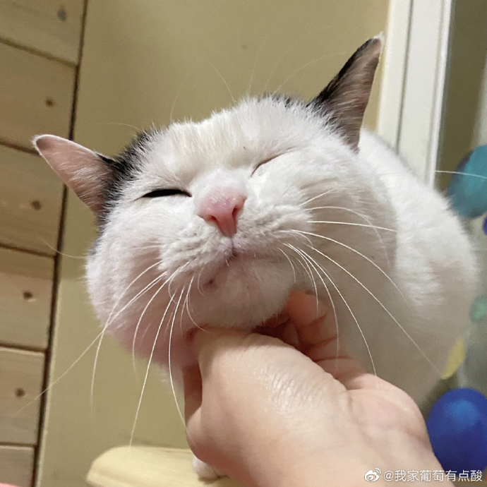 猫图片|宠物猫|猫咪|