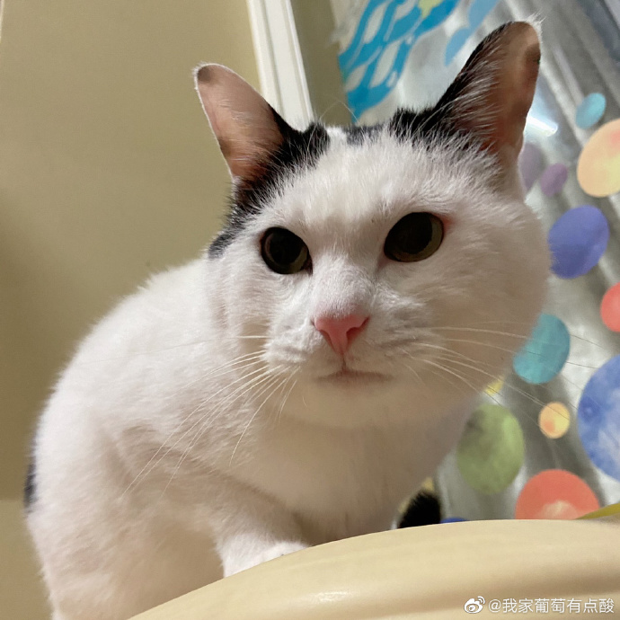 猫图片|宠物猫|猫咪|