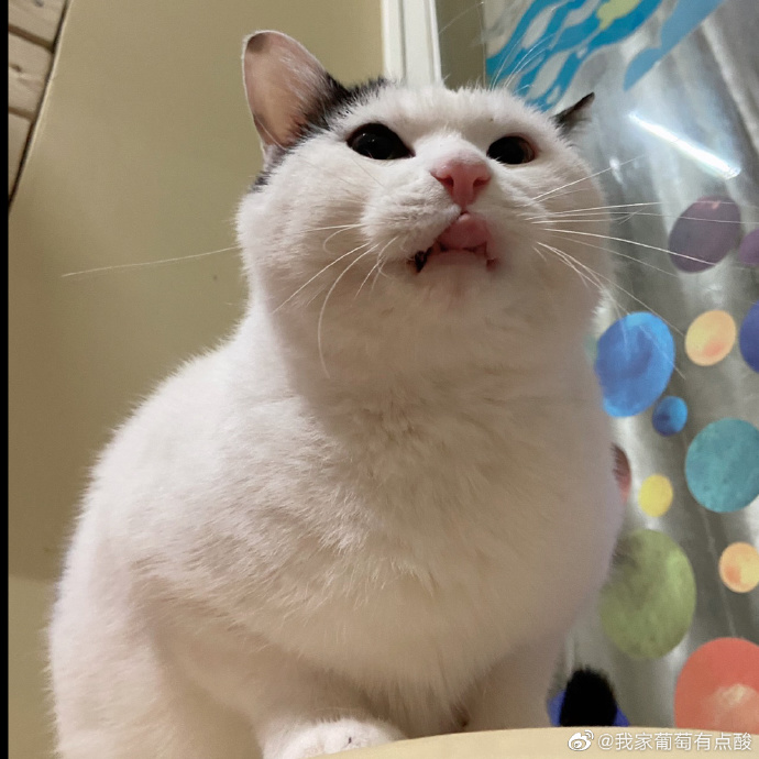 猫图片|宠物猫|猫咪|