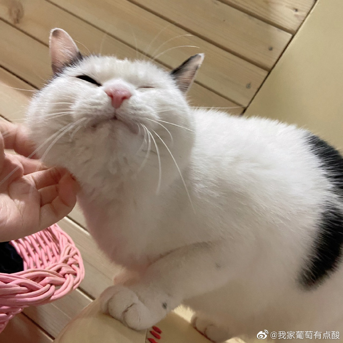 猫图片|宠物猫|猫咪|
