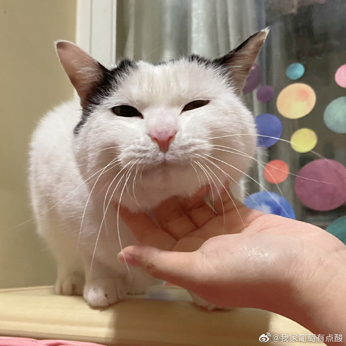 猫图片|宠物猫|猫咪|