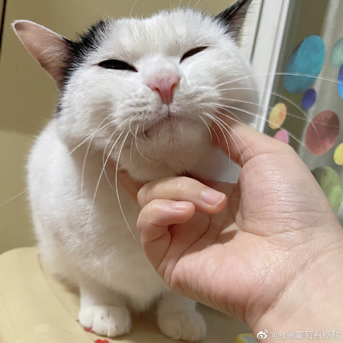 猫图片|宠物猫|猫咪|