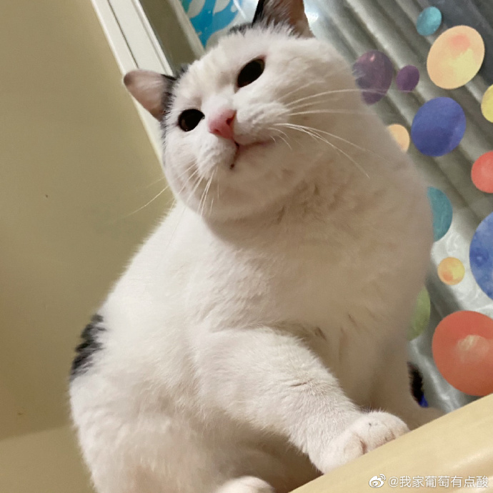 猫图片|宠物猫|猫咪|