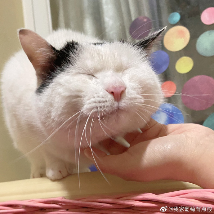 猫图片|宠物猫|猫咪|