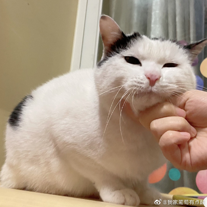 猫图片|宠物猫|猫咪|