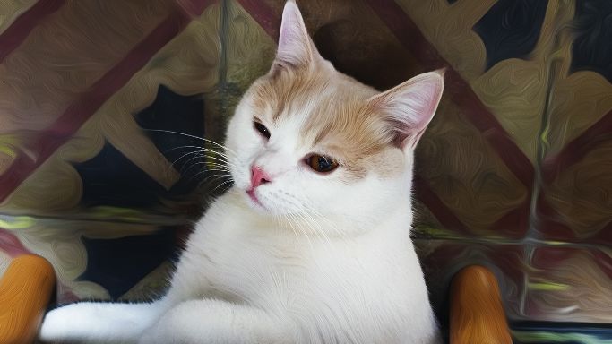 猫图片|宠物猫|猫咪|