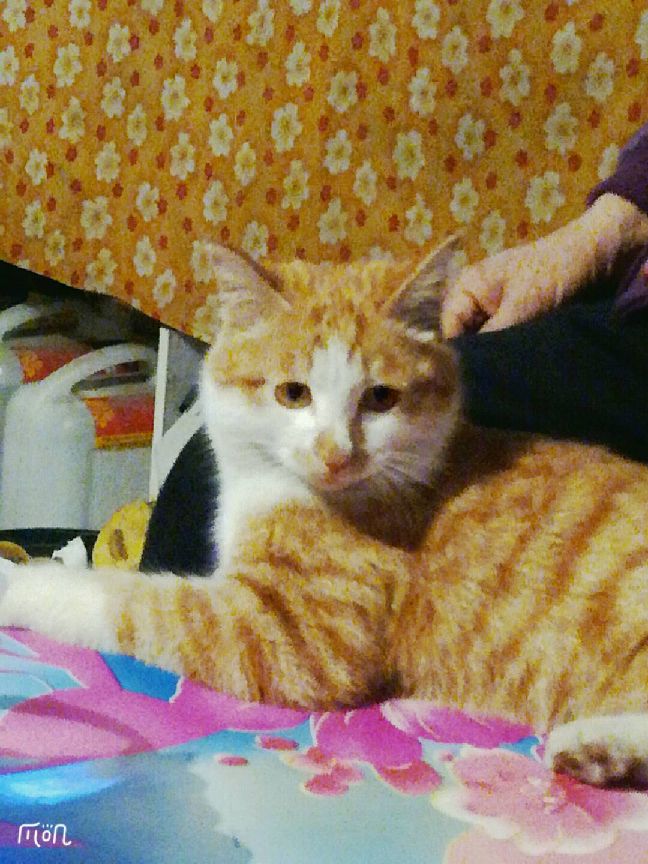 猫图片|宠物猫|猫咪|