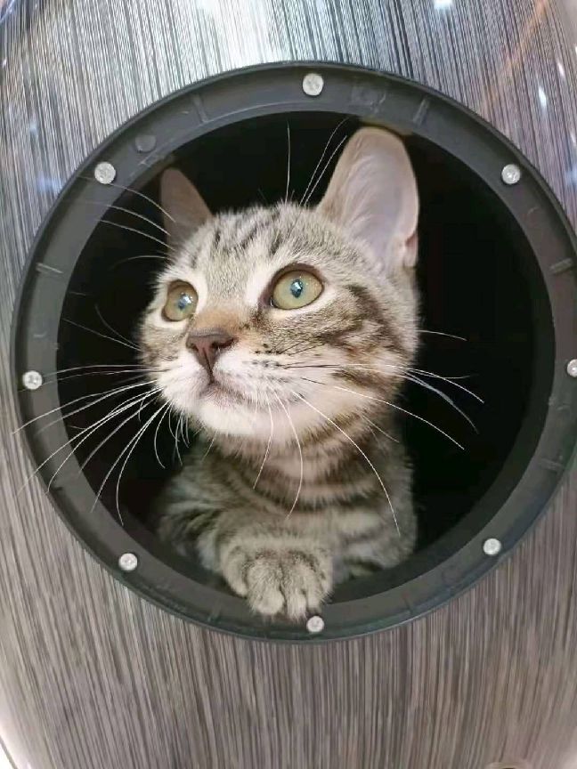 猫图片|宠物猫|猫咪|