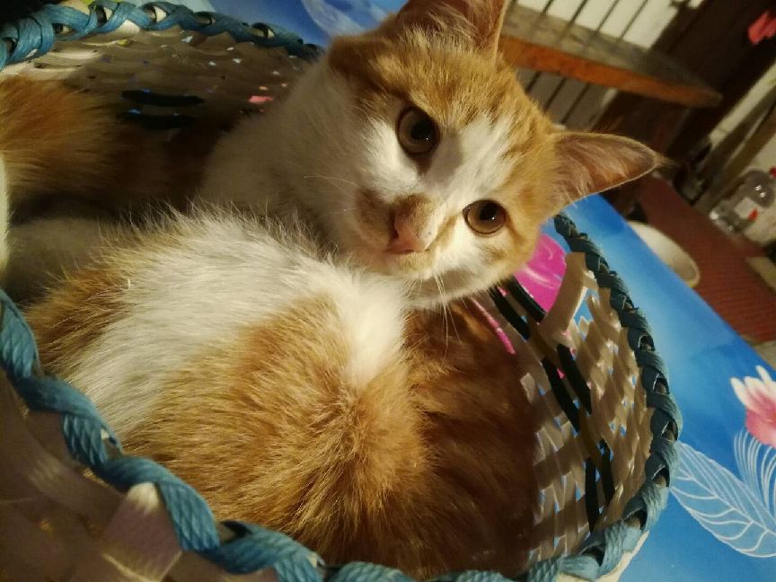 猫图片|宠物猫|猫咪|