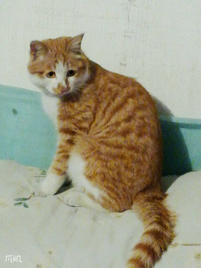 猫图片|宠物猫|猫咪|