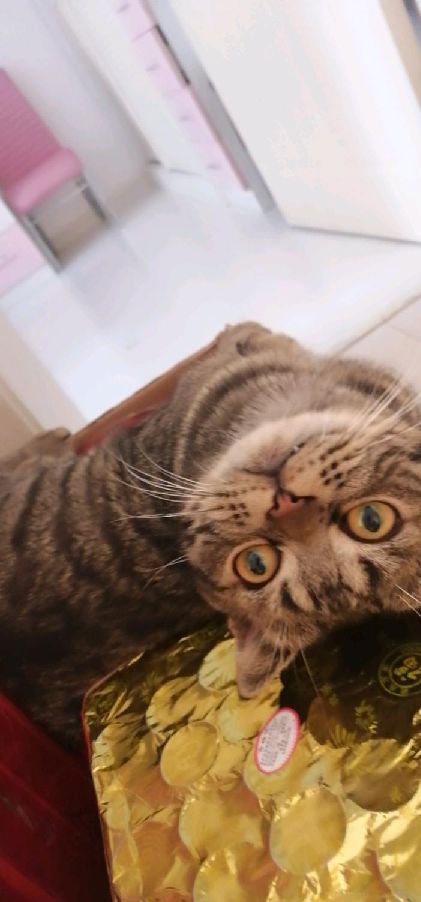 猫图片|宠物猫|猫咪|