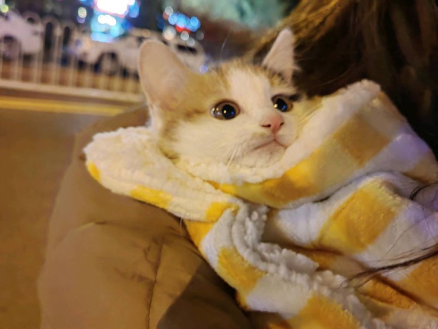 猫图片|宠物猫|猫咪|