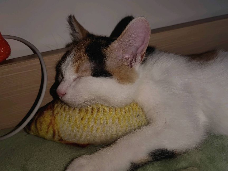 猫图片|宠物猫|猫咪|