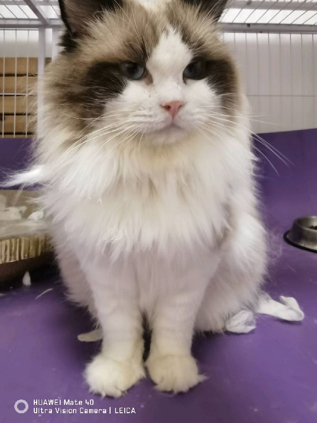 猫图片|宠物猫|猫咪|