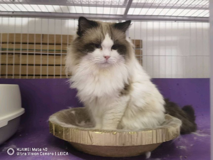 猫图片|宠物猫|猫咪|