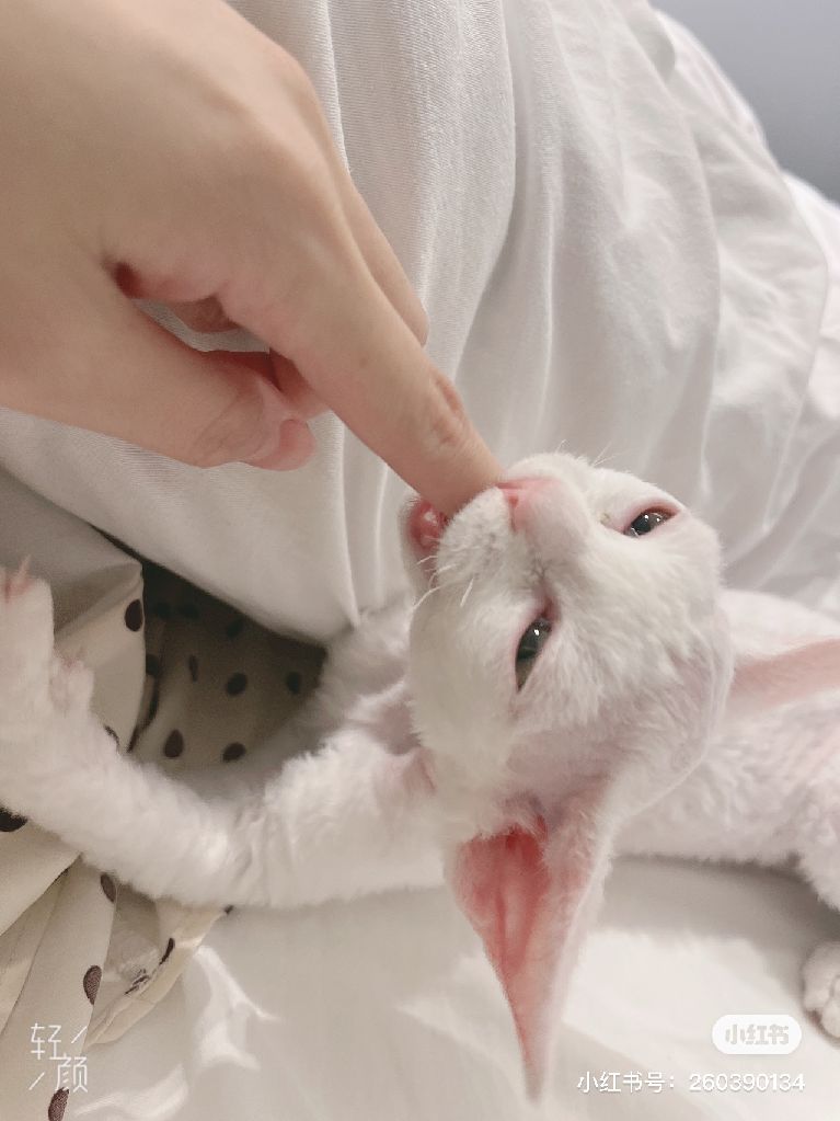 猫图片|宠物猫|猫咪|