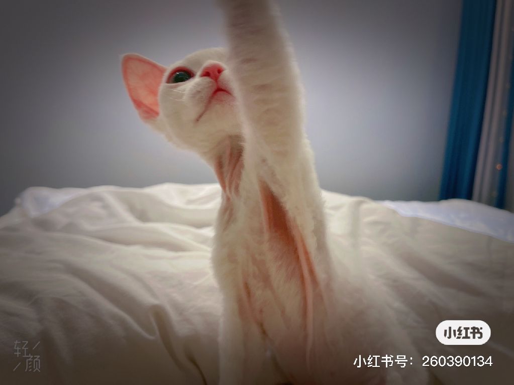猫图片|宠物猫|猫咪|
