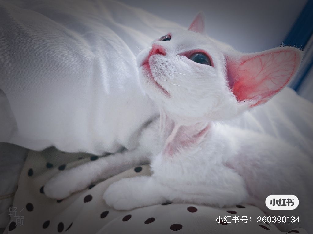 猫图片|宠物猫|猫咪|