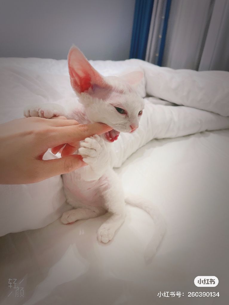 猫图片|宠物猫|猫咪|