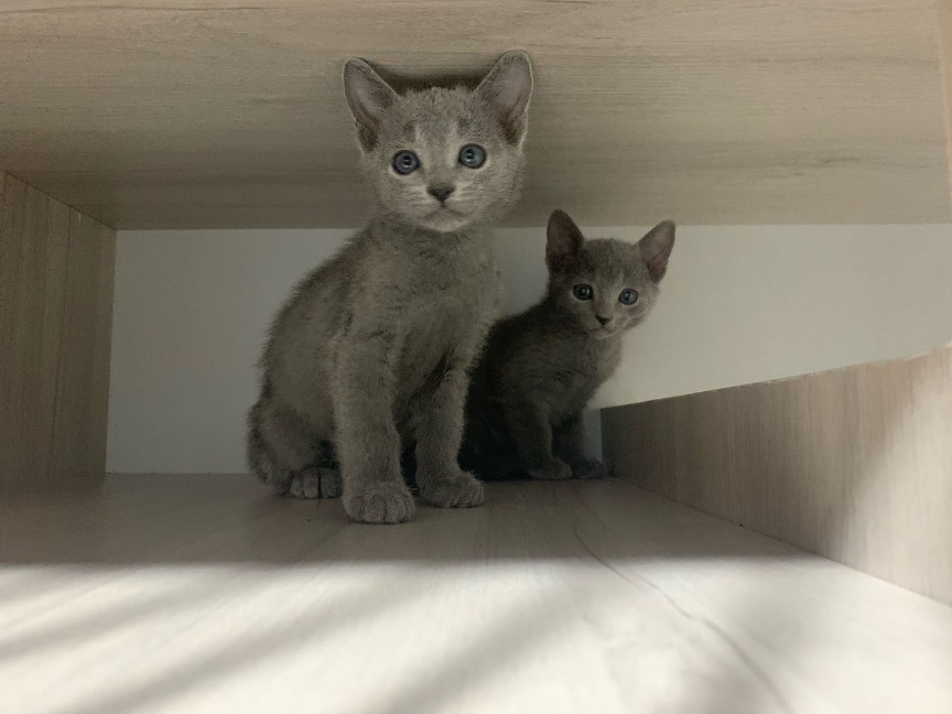 猫图片|宠物猫|猫咪|