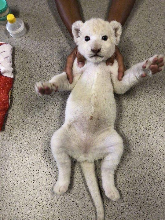 猫图片|宠物猫|猫咪|