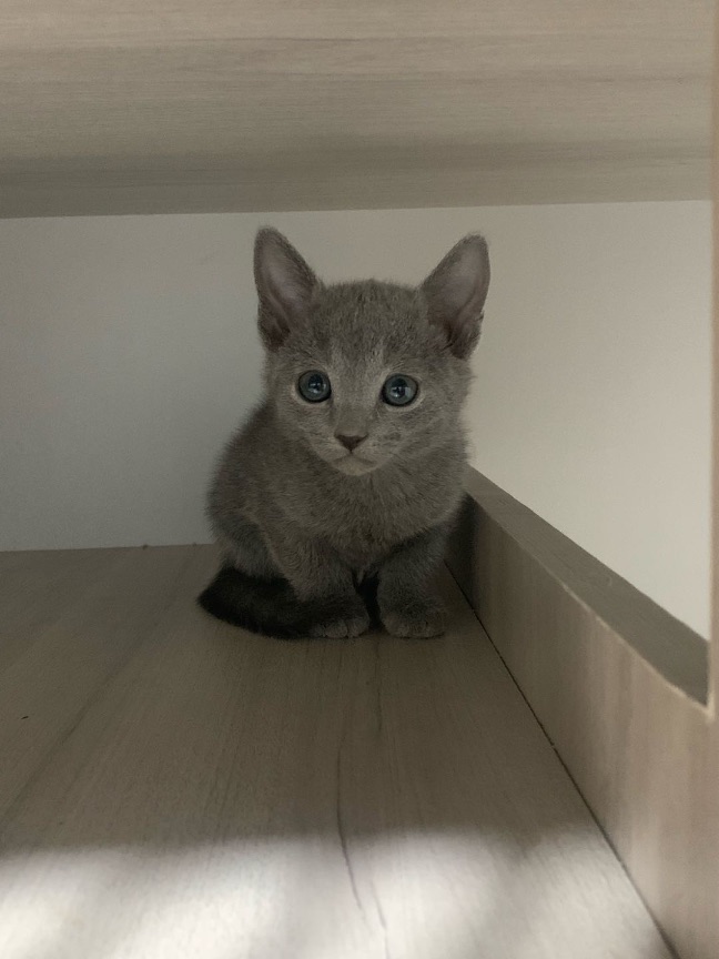 猫图片|宠物猫|猫咪|