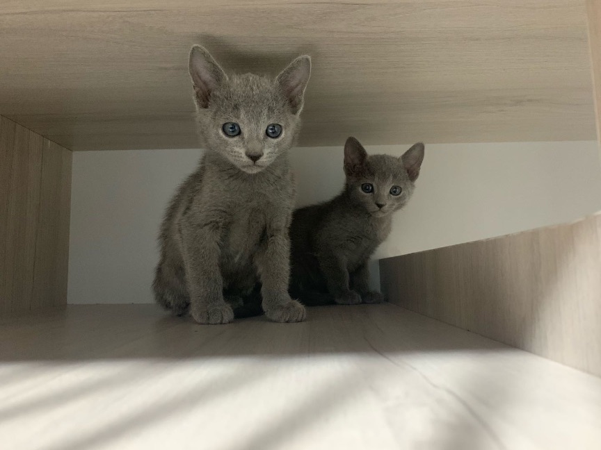 猫图片|宠物猫|猫咪|