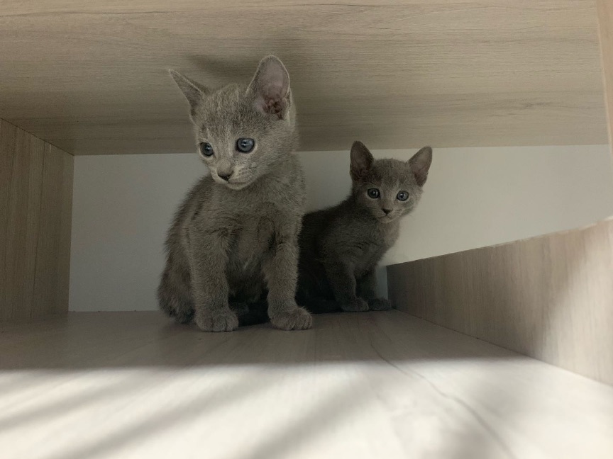 猫图片|宠物猫|猫咪|