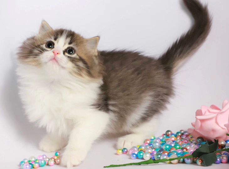 猫图片|宠物猫|猫咪|