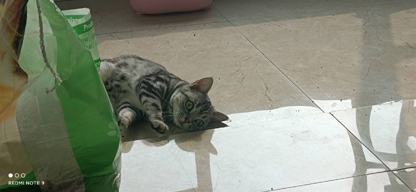 猫图片|宠物猫|猫咪|