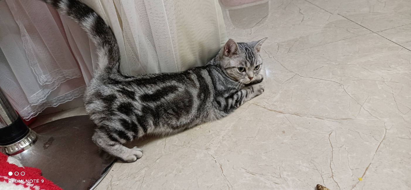 猫图片|宠物猫|猫咪|