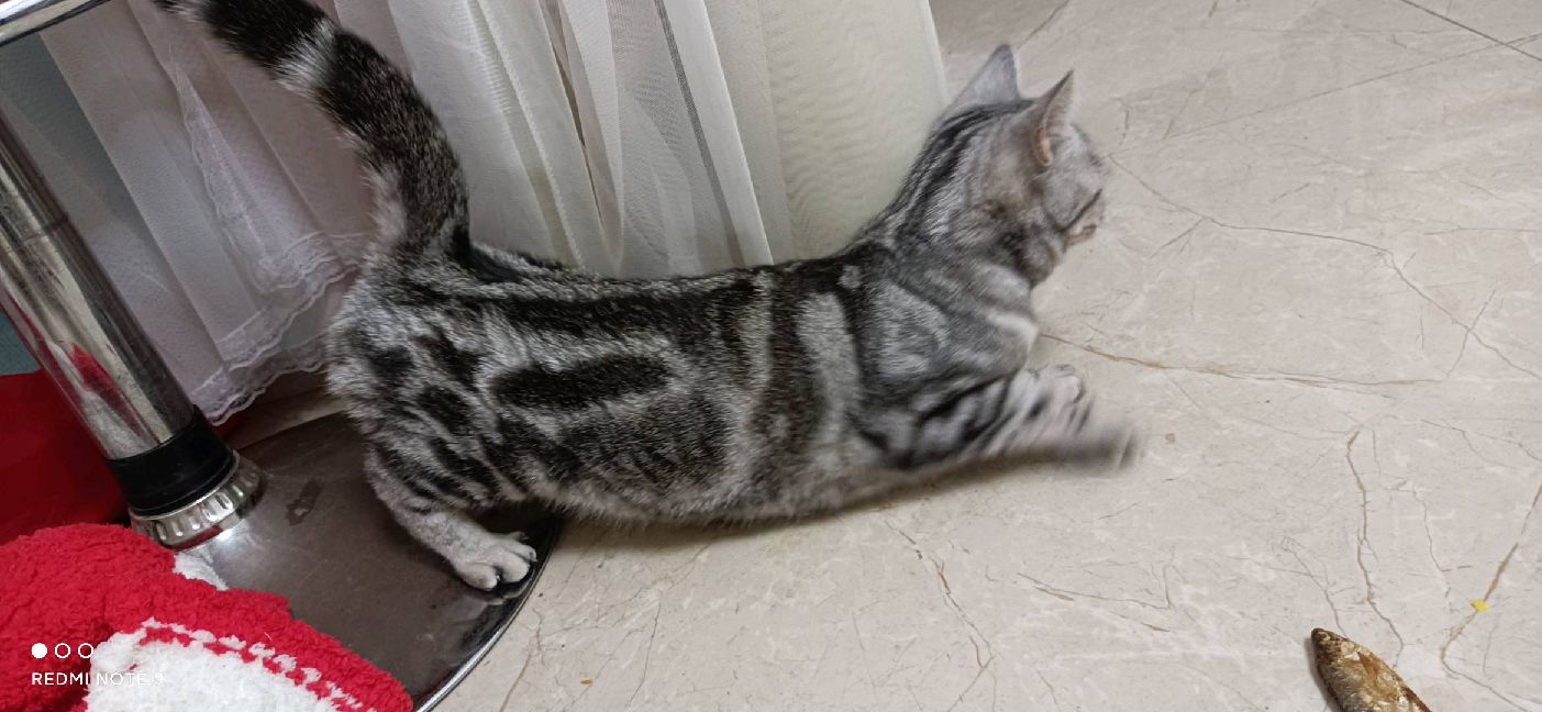 猫图片|宠物猫|猫咪|